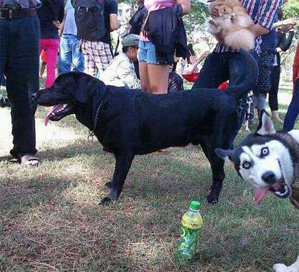 como tener mas likes en facebook 2