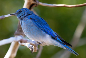pajarito