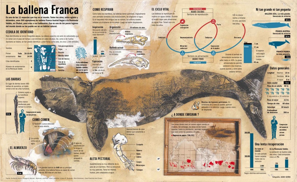 IMAGEN 06 - BALLENA FRANCA
